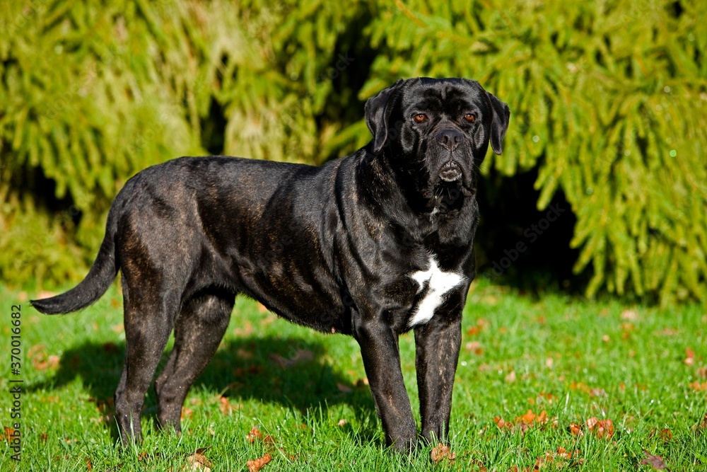 CANE CORSO, A DOG BREED FROM ITALY CANE CORSO, A DOG BREED FROM ITALY