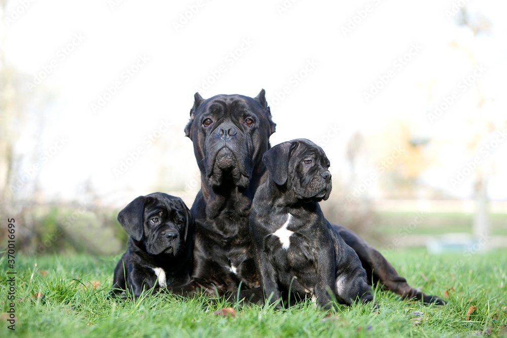 CANE CORSO, A DOG BREED FROM ITALY, FEMALE WITH PUPPIES