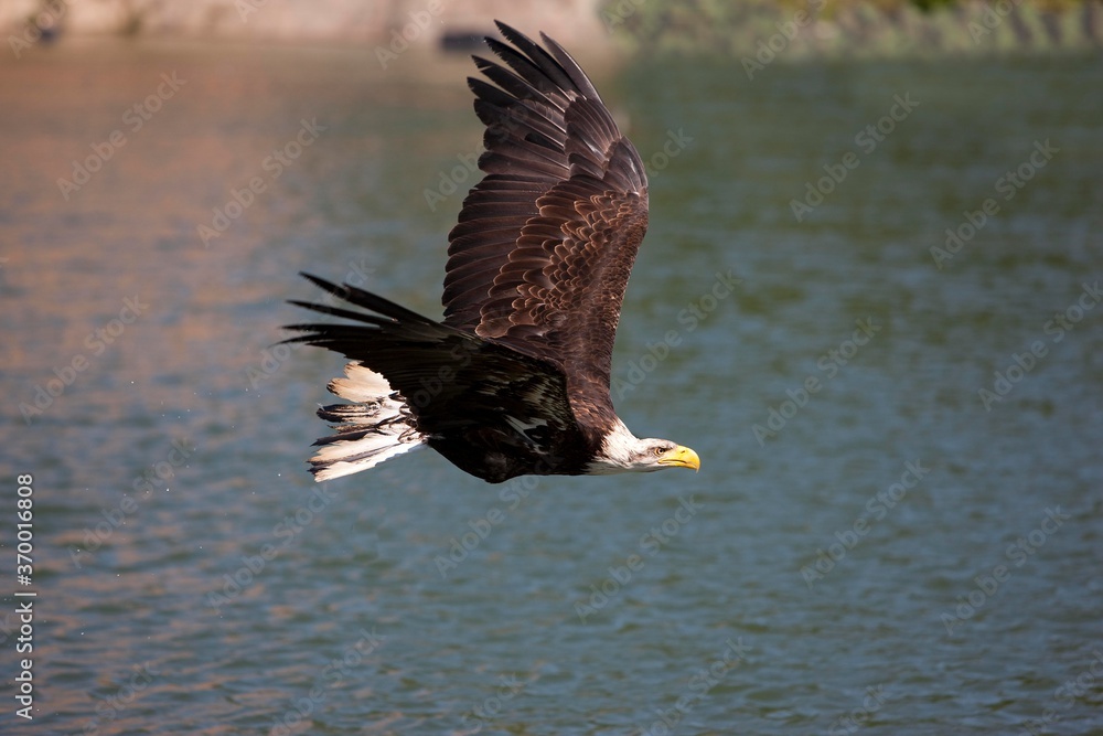 BALD EAGLE haliaeetus leucocephalus, JUVENILE IN FLIGHT BALD EAGLE haliaeetus leucocephalus, JUVENILE IN FLIGHT