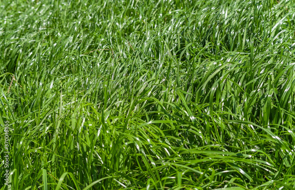 Beautiful green moss in the forest Beautiful green moss in the forest