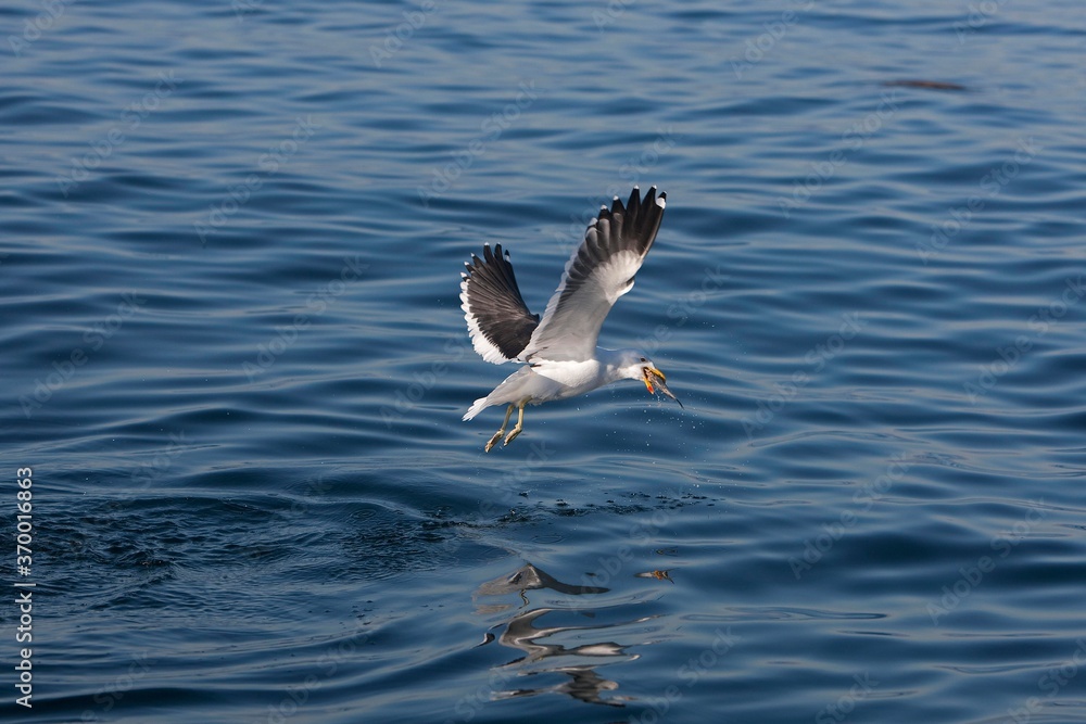 KELP GULL larus dominicanus, ADULT WITH FISH IN ITS BEAK, FALSE BAY IN SOUTH AFRICA KELP GULL larus dominicanus, ADULT WITH FISH IN ITS BEAK, FALSE BAY IN SOUTH AFRICA