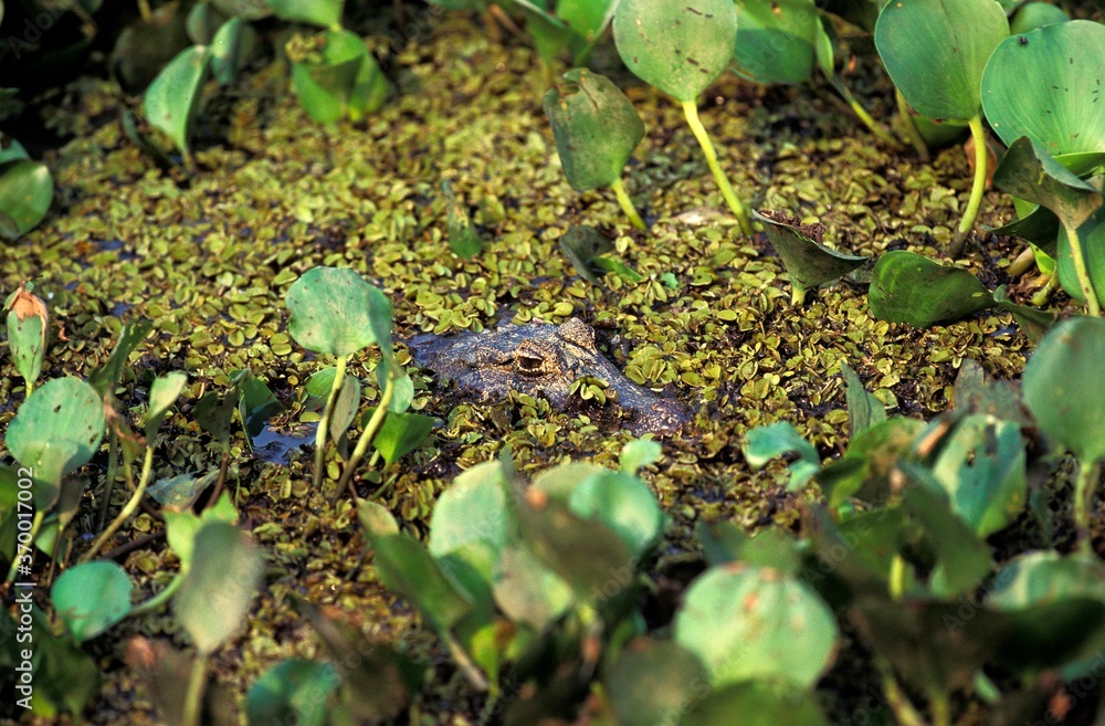 BROAD NOSED CAIMAN caiman latirostris, ADULT CAMOUFLAGED, PANTANAL IN BRAZIL BROAD NOSED CAIMAN caiman latirostris, ADULT CAMOUFLAGED, PANTANAL IN BRAZIL