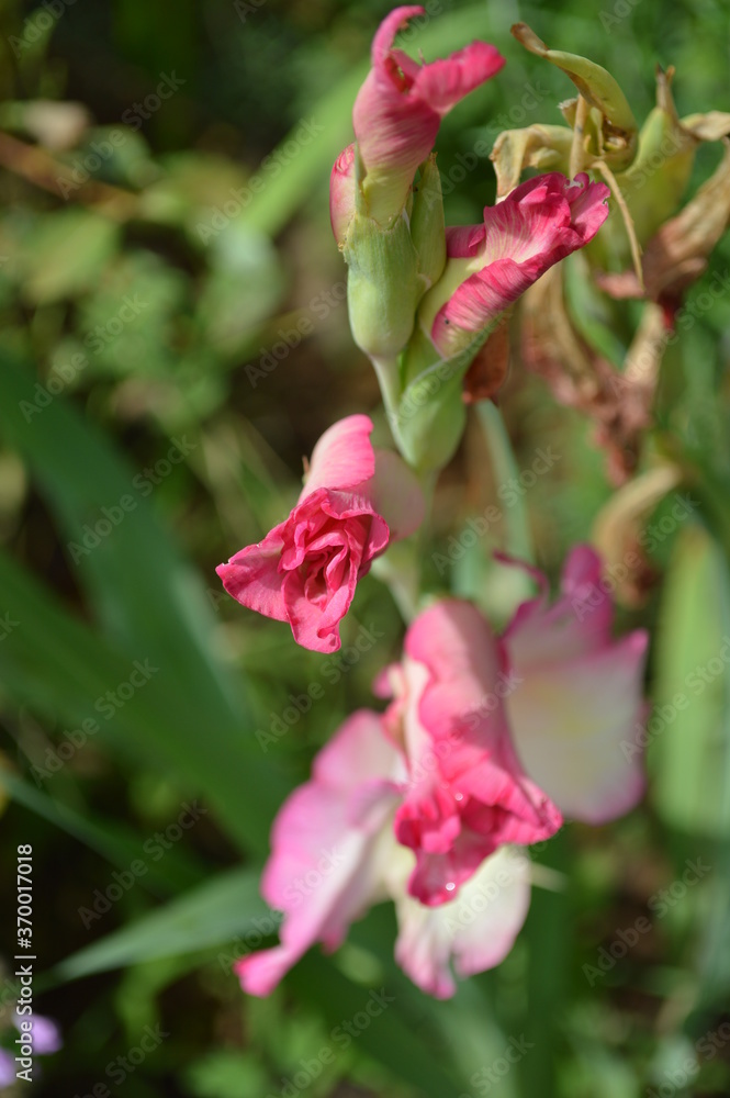 Pink and white gladiolus: beautiful flowers 