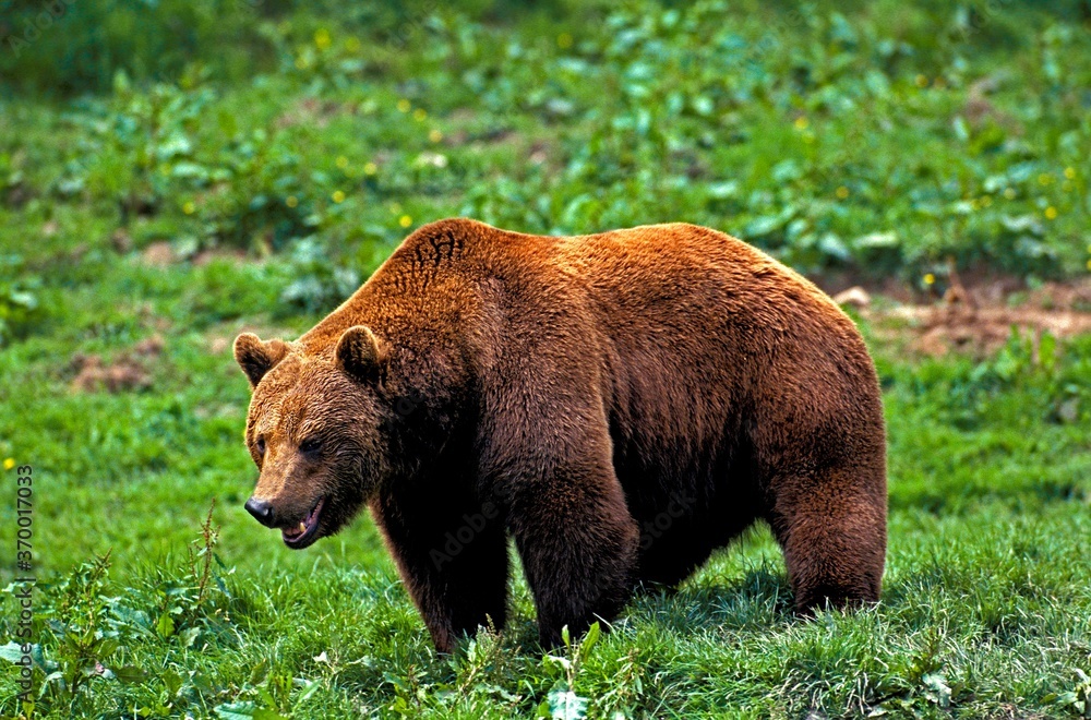 BROWN BEAR ursus arctos, ADULT STANDING ON GRASS BROWN BEAR ursus arctos, ADULT STANDING ON GRASS