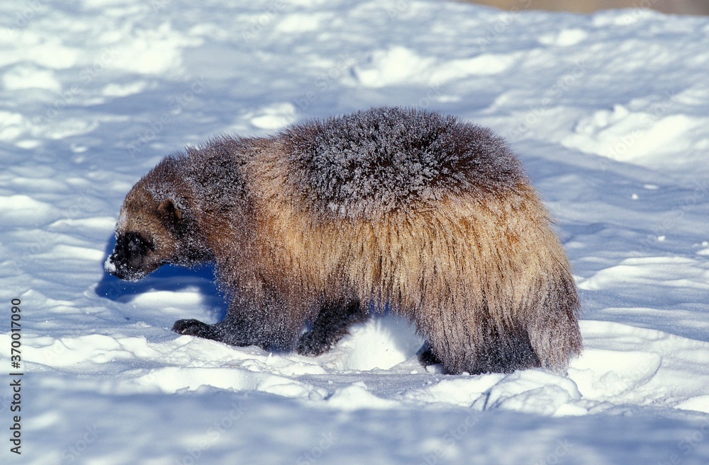 Obraz premium NORTH AMERICAN WOLVERINE gulo gulo luscus, ADULT STANDING IN SNOW, CANADA
