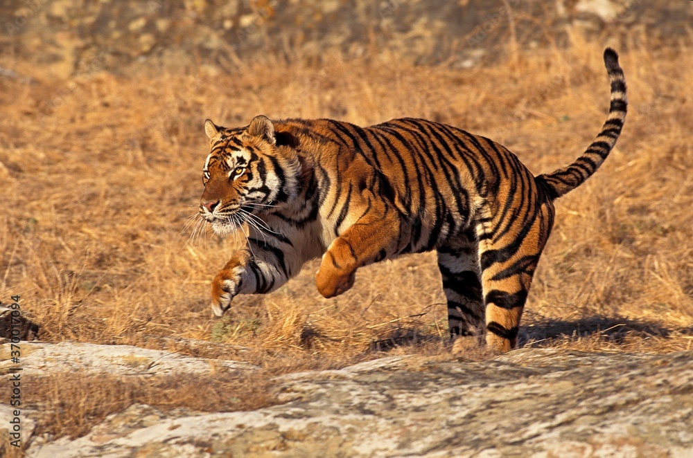 BENGAL TIGER panthera tigris tigris, ADULT RUNNING BENGAL TIGER panthera tigris tigris, ADULT RUNNING