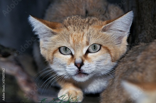 SAND CAT felis margarita, PORTRAIT OF ADULT © slowmotiongli