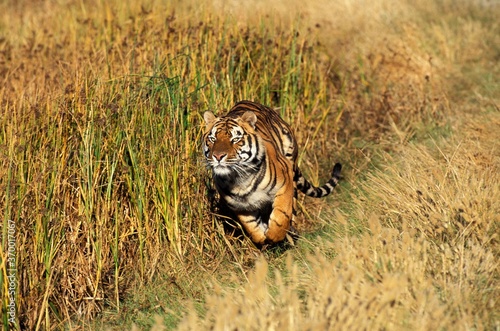 Photography BENGAL TIGER panthera tigris tigris, ADULT RUNNING