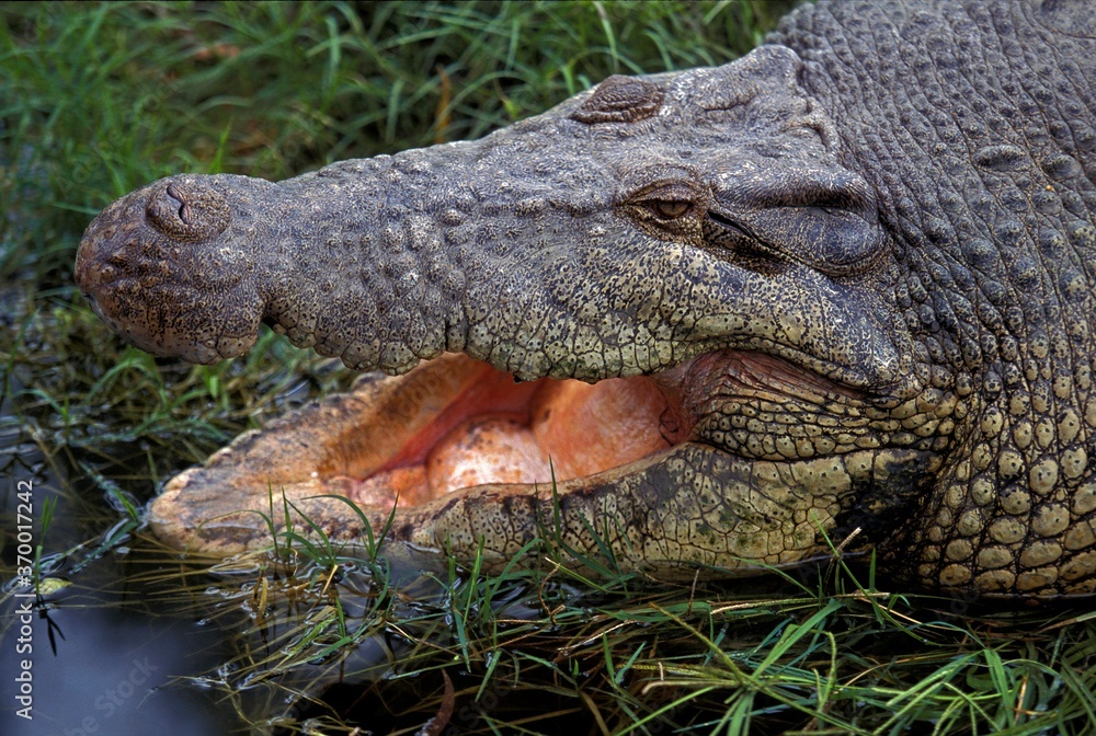 Naklejka premium AUSTRALIAN SALWATER CROCODILE OR ESTUARINE CROCODILE crocodylus porosus, ADULT WITH OPEN MOUTH REGULATING BODY TEMPERATURE , AUSTRALIA