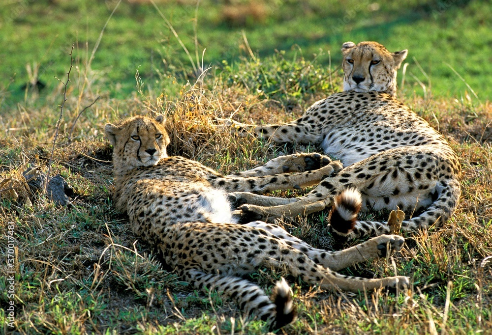 Obraz premium CHEETAH acinonyx jubatus, ADULTS LAYING DOWN, KENYA