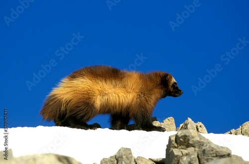 NORTH AMERICAN WOLVERINE gulo gulo luscus, ADULT STANDING ON SNOW, CANADA photo