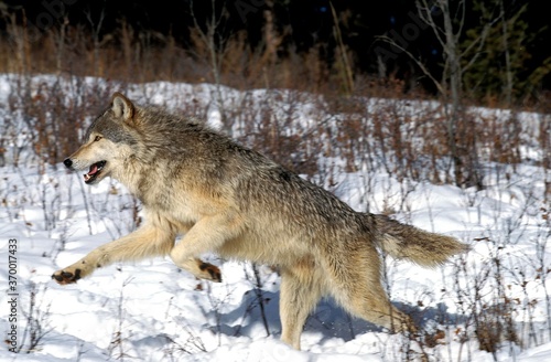 NORTH AMERICAN GREY WOLF canis lupus occidentalis, ADULT RUNNING ON SNOW, CANADA