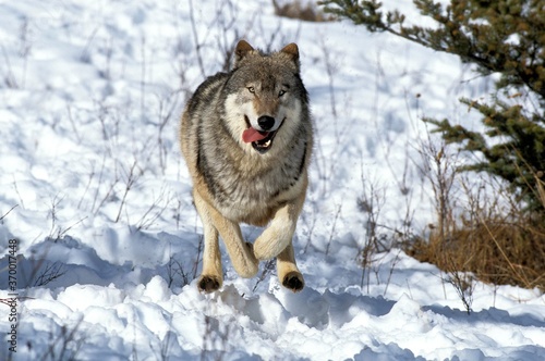 NORTH AMERICAN GREY WOLF canis lupus occidentalis, ADULT RUNNING ON SNOW, CANADA © slowmotiongli