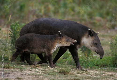 BAIRD'S TAPIR tapirus bairdii, FEMALE WITH YOUNG photo