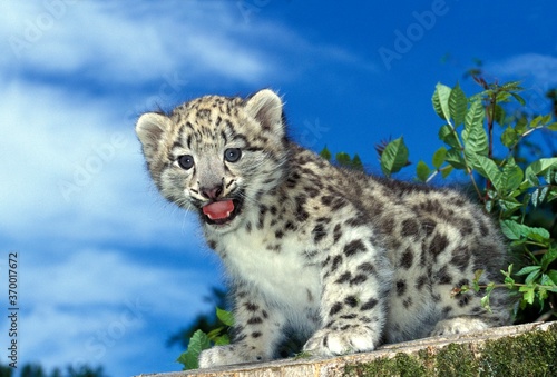 SNOW LEOPARD OR OUNCE uncia uncia, CUB CALLING OUT