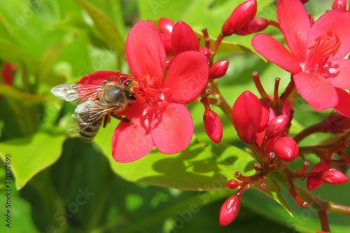 Bee on jatropha flowers in Florida zoological garden, closeup photo