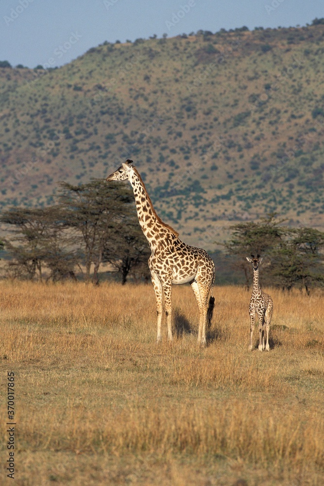 Obraz premium MASAI GIRAFFE giraffa camelopardalis tippelskirchi, MOTHER WITH BABY, KENYA