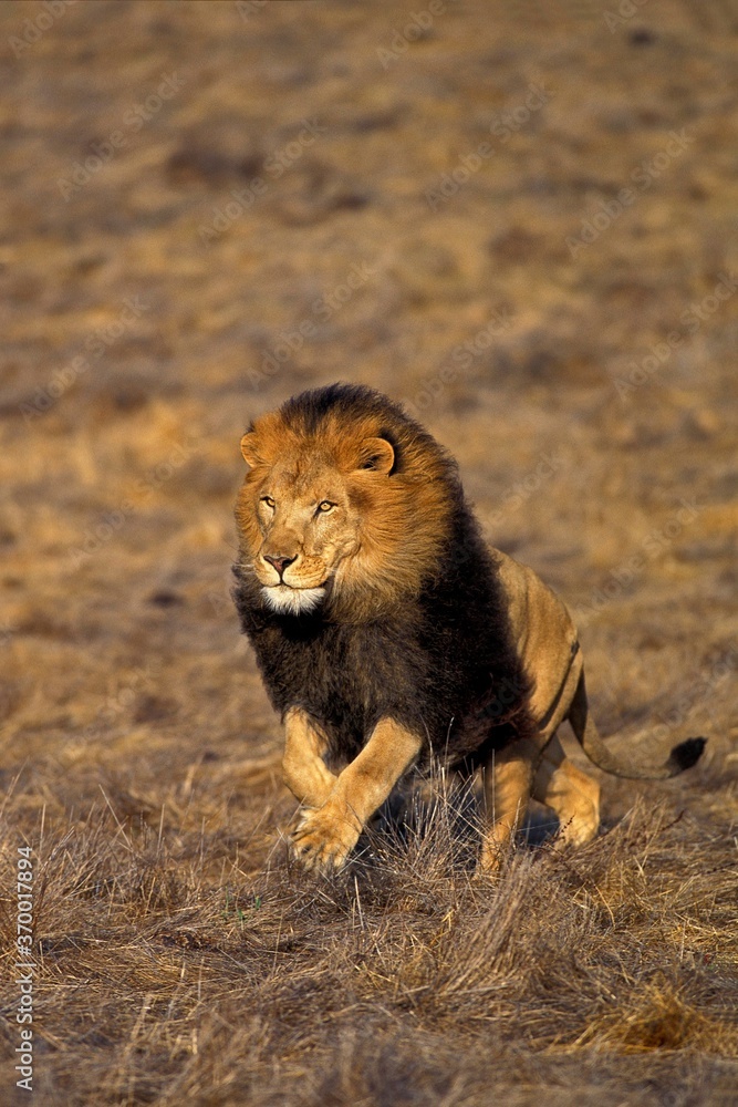 AFRICAN LION panthera leo, MALE RUNNING THROUGH SAVANNAH