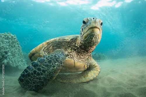 Green Sea turtle swimming over reef in Hawaii