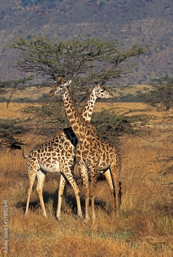 MASAI GIRAFFE giraffa camelopardalis tippelskirchi, MALE AND FEMALE IN SAVANNAH, KENYA