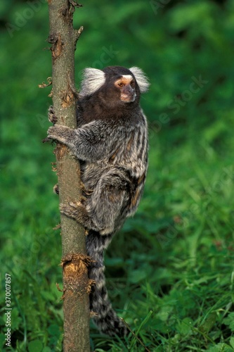 COMMON MARMOSET callithrix jacchus, ADULT HANGING FROM BRANCH