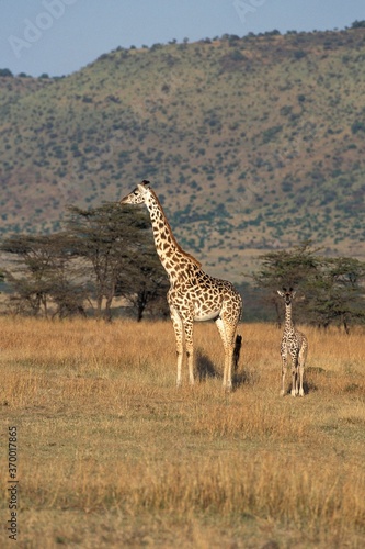 MASAI GIRAFFE giraffa camelopardalis tippelskirchi  MOTHER WITH BABY  KENYA