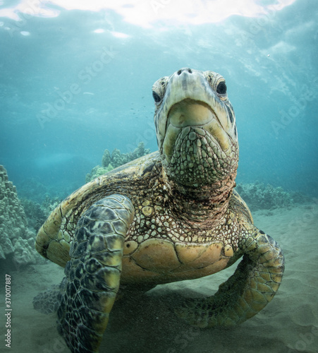 Canvastavla Green Sea turtle swimming over reef in Hawaii