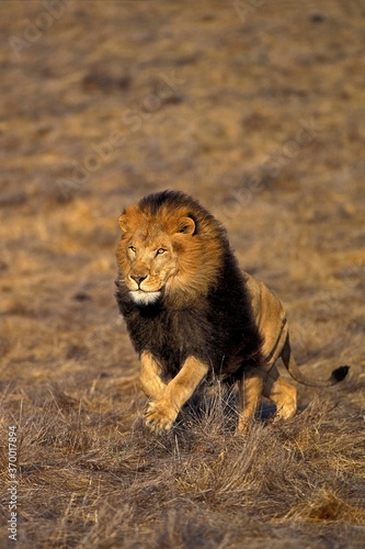 Obraz na płótnie AFRICAN LION panthera leo, MALE RUNNING THROUGH SAVANNAH w salonie