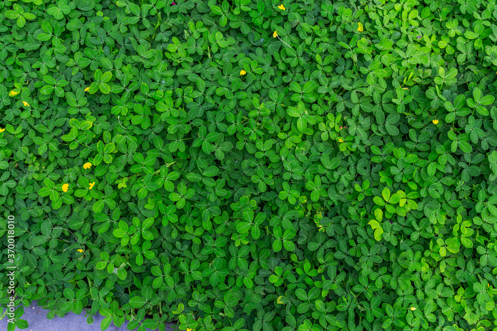 Green leaf in dark green on texture, abstract pattern nature background
Green leaf in dark green on texture, abstract pattern nature background