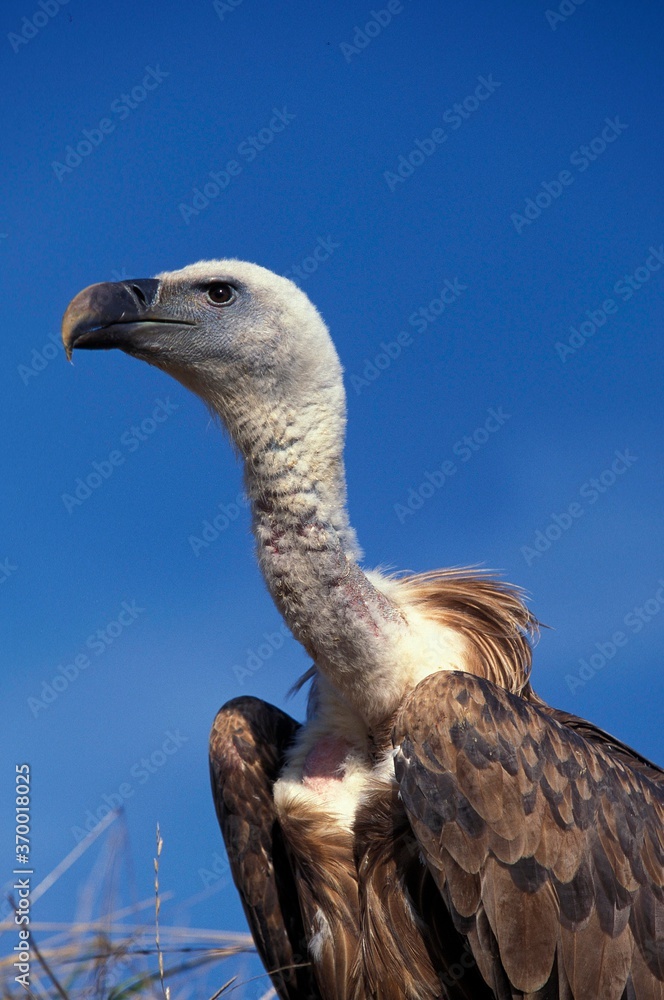 EURASIAN GRIFFON VULTURE gyps fulvus, PORTRAIT OF ADULT