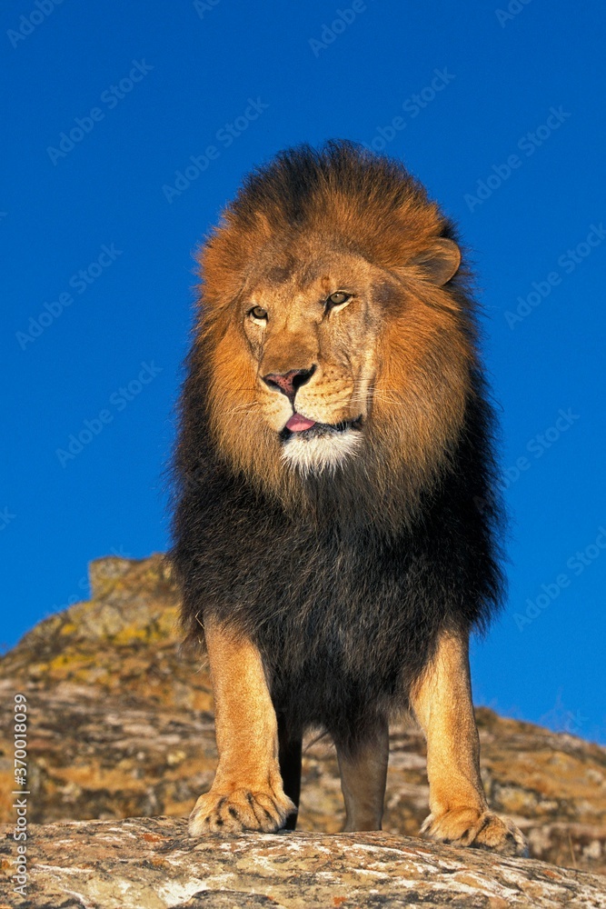 Fototapeta premium AFRICAN LION panthera leo, ADULT STANDING ON ROCK