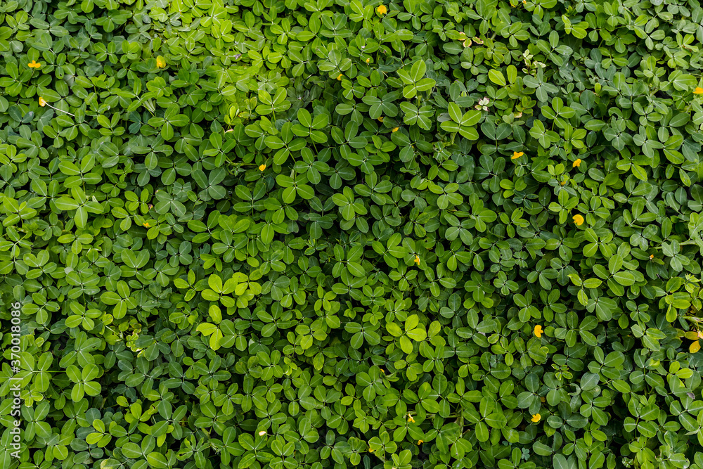 Green leaf in dark green on texture, abstract pattern nature background
Green leaf in dark green on texture, abstract pattern nature background