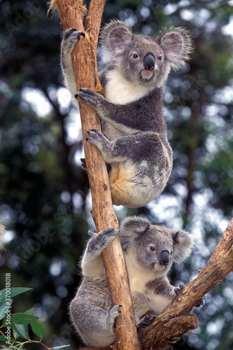 Canvas Print KOALA phascolarctos cinereus, PAIR OF ADULTS, AUSTRALIA