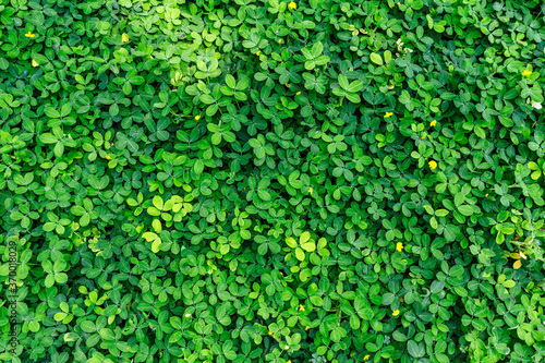Green leaf in dark green on texture, abstract pattern nature background 