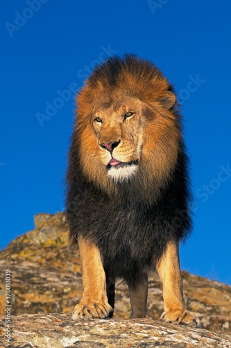 Fototapeta Naklejka Na Ścianę i Meble -  AFRICAN LION panthera leo, ADULT STANDING ON ROCK