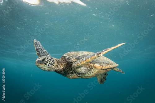 Green Sea turtle swimming over reef in Hawaii
