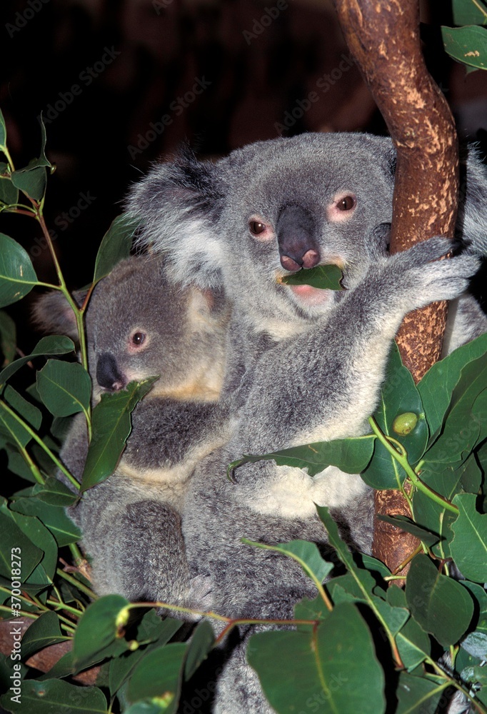 Obraz premium KOALA phascolarctos cinereus, MOTHER CARRYING YOUNG ON ITS BACK, AUSTRALIA