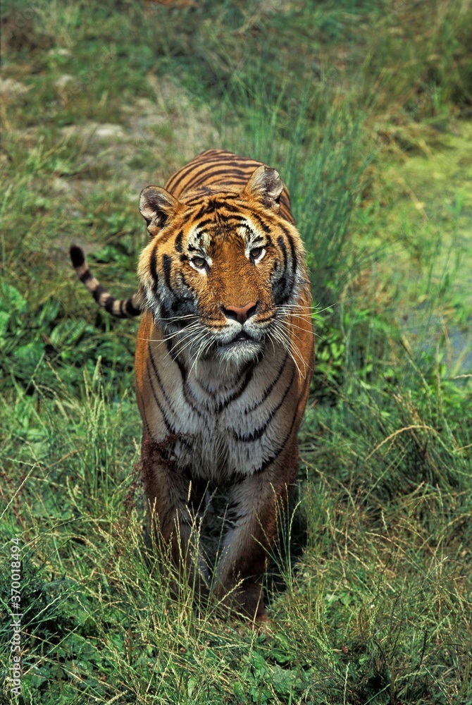 Fototapeta premium BENGAL TIGER panthera tigris tigris, ADULT STANDING ON GRASS