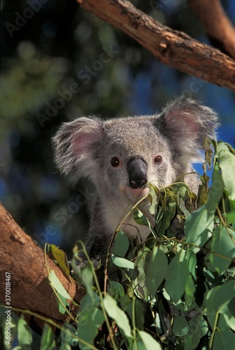 Canvas Print KOALA phascolarctos cinereus, ADULT STANDING IN TREE, AUSTRALIA