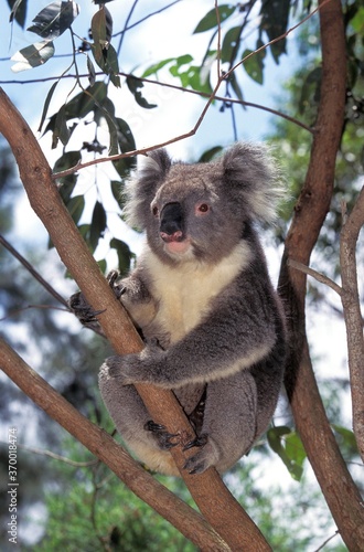 Canvas Print KOALA phascolarctos cinereus, ADULT STANDING ON BRANCH, AUSTRALIA