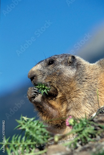 ALPINE MARMOT marmota marmota, ADULT EATING DANDELION © slowmotiongli