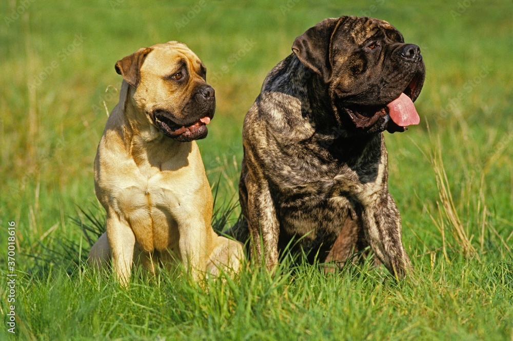 MASTIFF AND BULLMASTIFF DOGS, MALE AND FEMALE SITTING ON GRASS MASTIFF AND BULLMASTIFF DOGS, MALE AND FEMALE SITTING ON GRASS