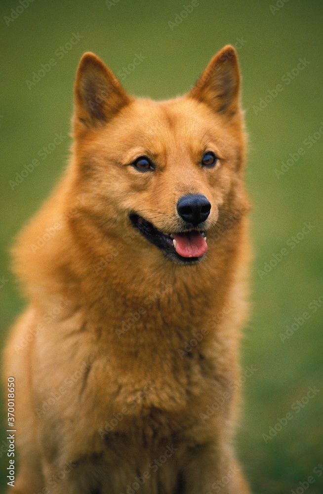 FINNISH SPITZ, PORTRAIT OF ADULT FINNISH SPITZ, PORTRAIT OF ADULT
