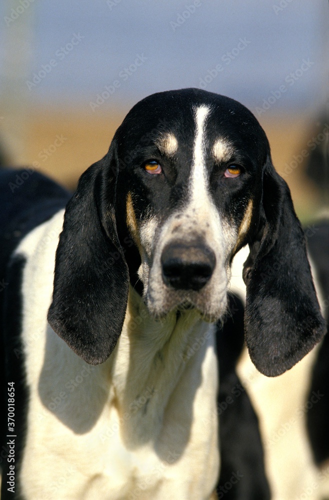 GREAT ANGLO-FRENCH WHITE AND BLACK HOUND, PORTRAIT OF ADULT GREAT ANGLO-FRENCH WHITE AND BLACK HOUND, PORTRAIT OF ADULT