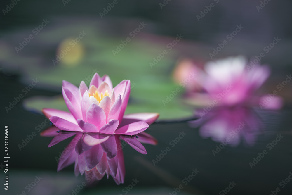 Pink lotus flower is reflected in the pond water
