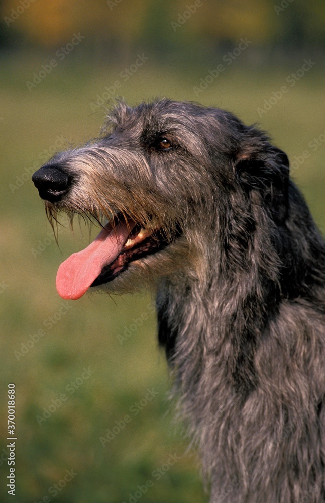 Fototapeta premium SCOTTISH DEERHOUND, PORTRAIT OF ADULT