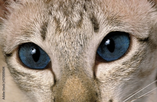 SIAMESE CAT, ADULT, CLOSE-UP OF EYES