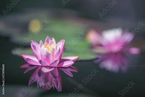 Pink lotus flower is reflected in the pond water
