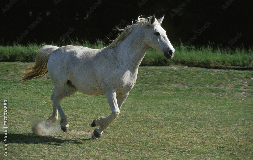 LIPIZZAN HORSE, ADULT GALLOPING IN FIELD LIPIZZAN HORSE, ADULT GALLOPING IN FIELD