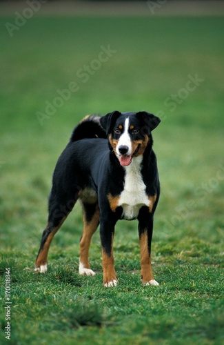 APPENZELL MOUNTAIN DOG, ADULT STANDING ON WATER